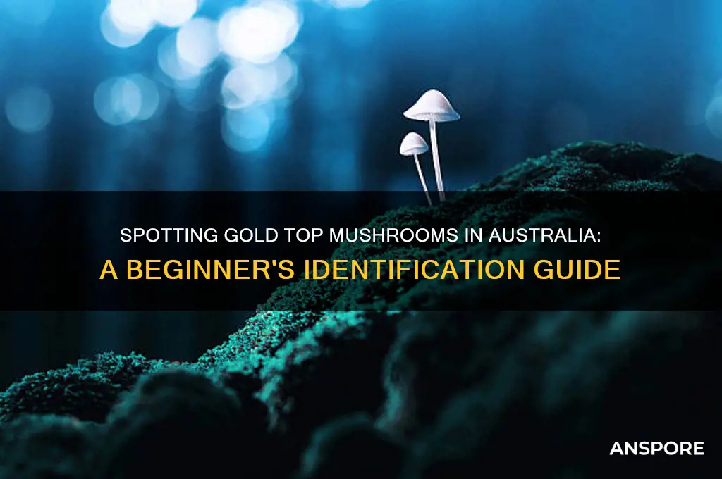 how to identify gold top mushrooms in australia