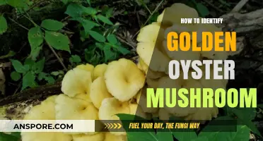 Spotting Golden Oyster Mushrooms: A Beginner's Guide to Identification