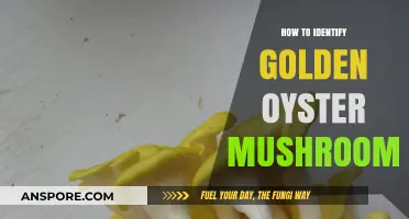 Spotting Golden Oyster Mushrooms: A Beginner's Guide to Identification