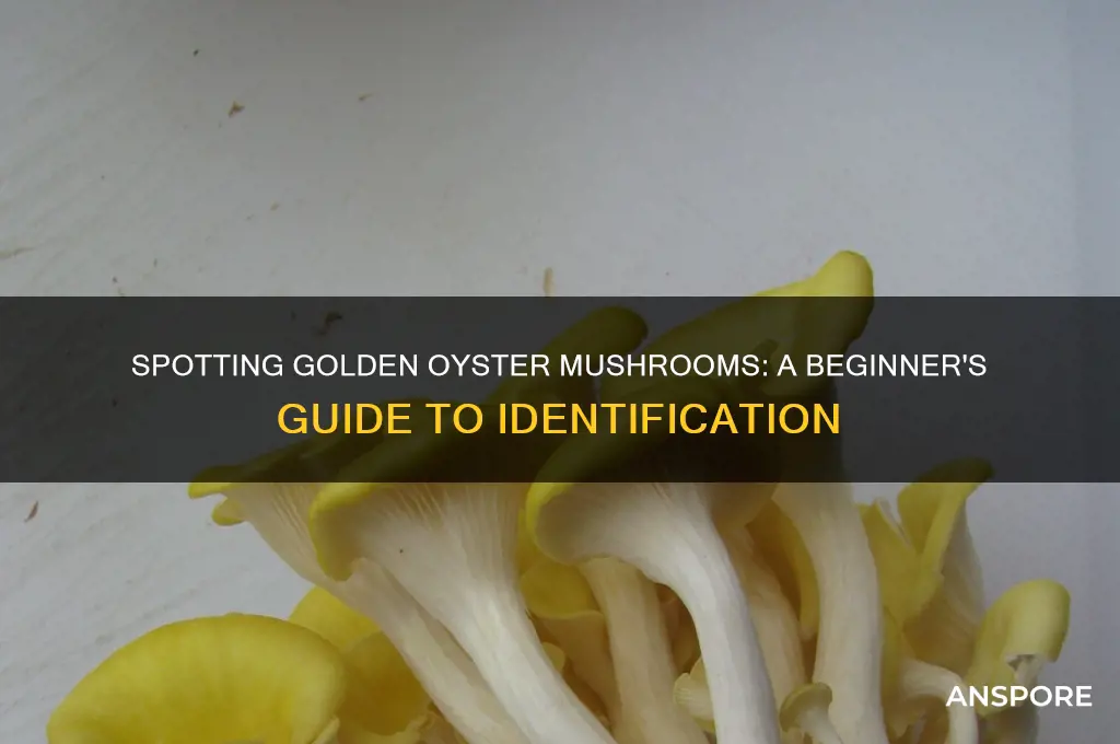how to identify golden oyster mushrooms