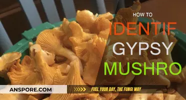 Recognizing Gypsy Mushrooms: A Beginner's Guide to Foraging