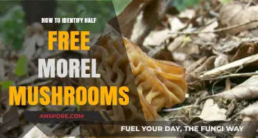 Spotting Half-Free Morels: Essential Tips for Mushroom Foragers