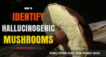 Hallucinogenic Mushrooms: Identifying the Magic Variety