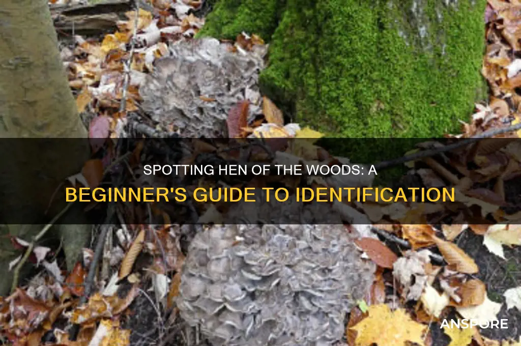 how to identify hen of the woods mushrooms
