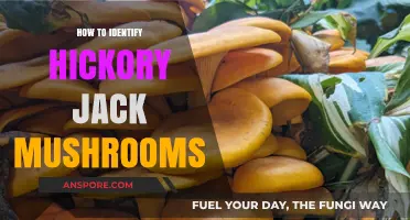 Spotting Hickory Jack Mushrooms: Essential Identification Tips for Foragers