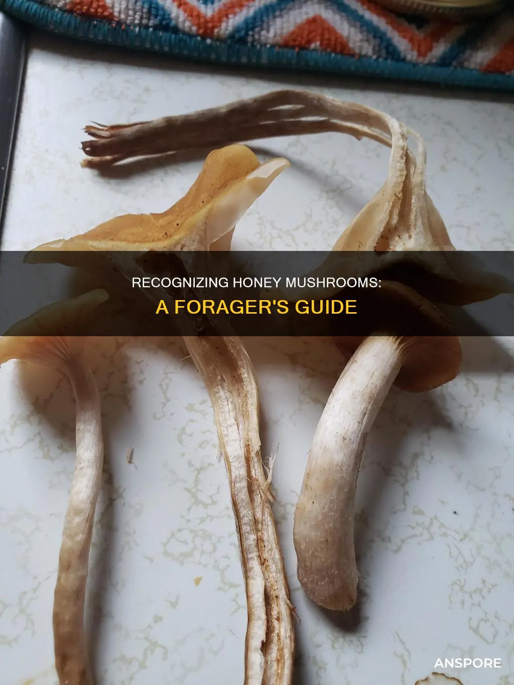 how to identify honey mushroom