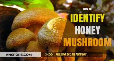Foraging Honey Mushrooms: Identification Tips and Tricks