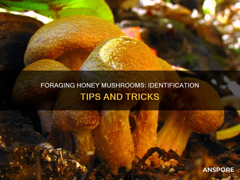 how to identify honey mushrooms