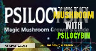 Spotting Psilocybin Mushrooms: A Beginner's Guide to Safe Identification