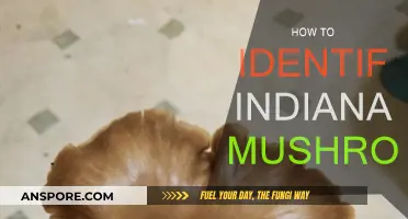 Identifying Indiana Mushrooms: A Forager's Guide