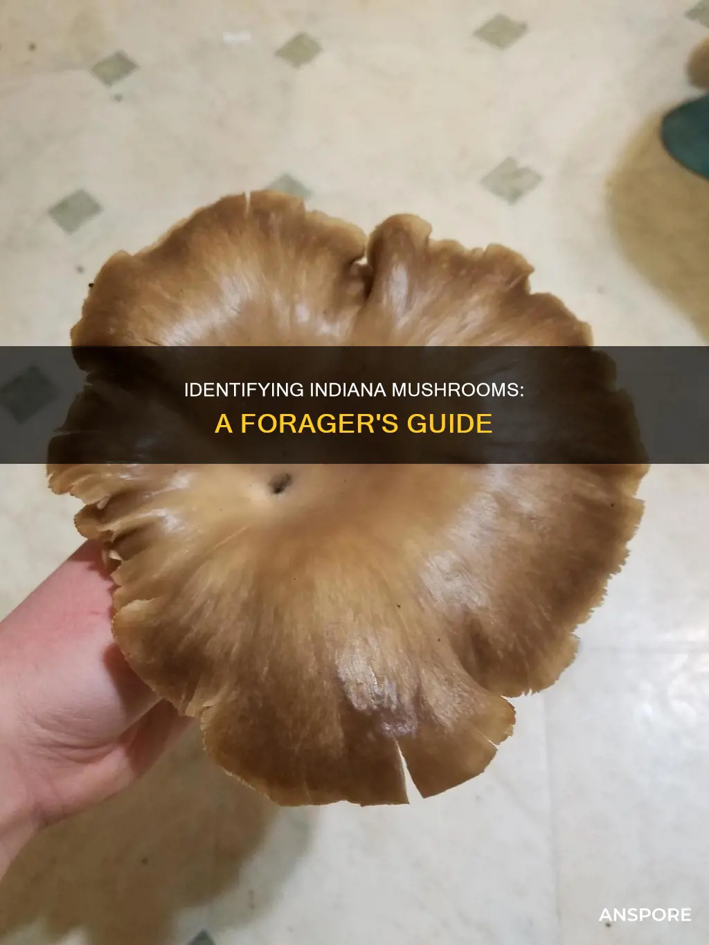 how to identify indiana mushrooms