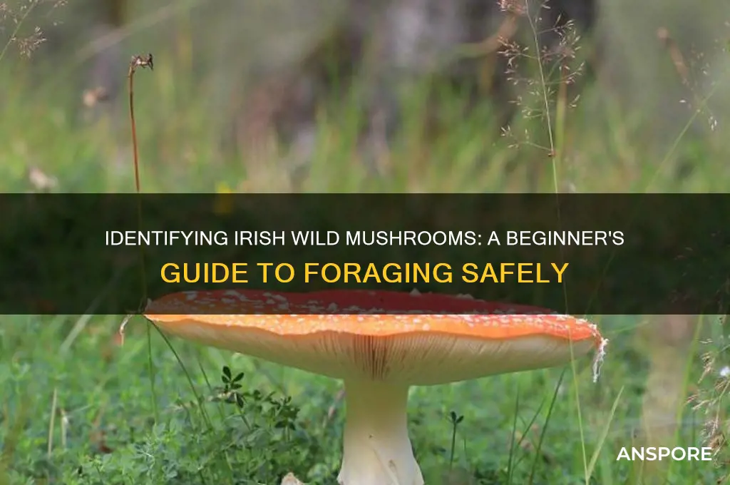 how to identify irish wild mushrooms