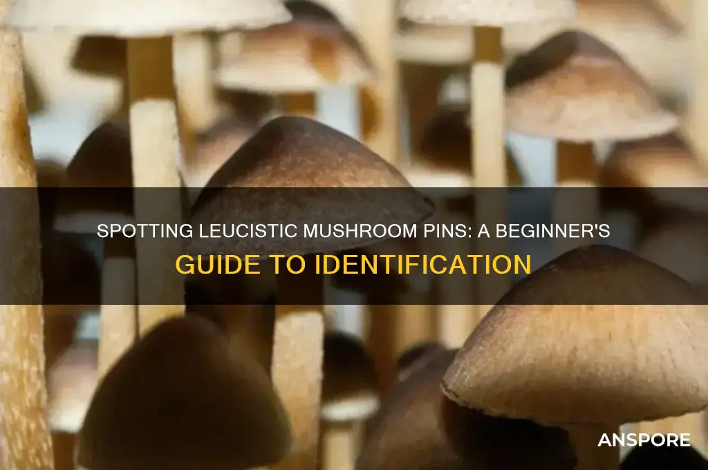 how to identify leucistic mushroom pins