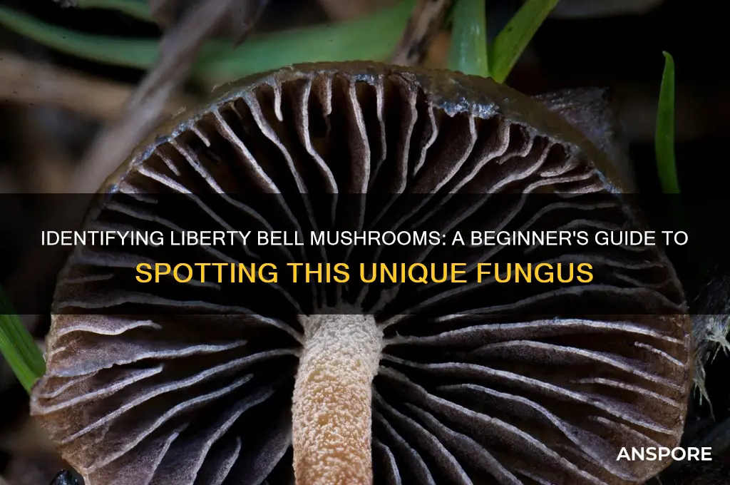 how to identify liberty bell mushrooms