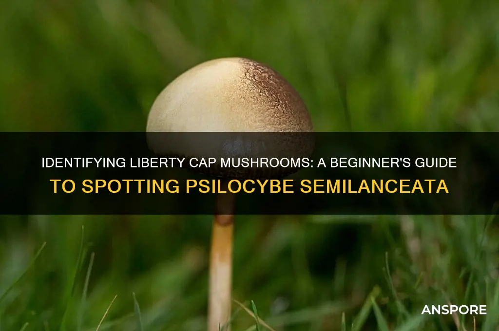 how to identify liberty cap mushroom
