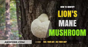 Spotting Lion's Mane Mushroom: A Beginner's Guide to Identification