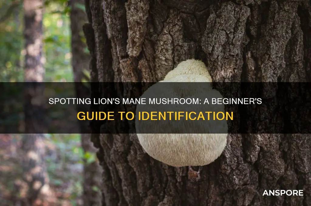 how to identify lion