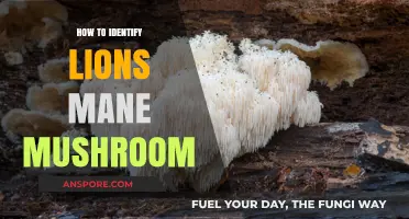 Spotting Lion's Mane Mushrooms: Essential Identification Tips and Tricks
