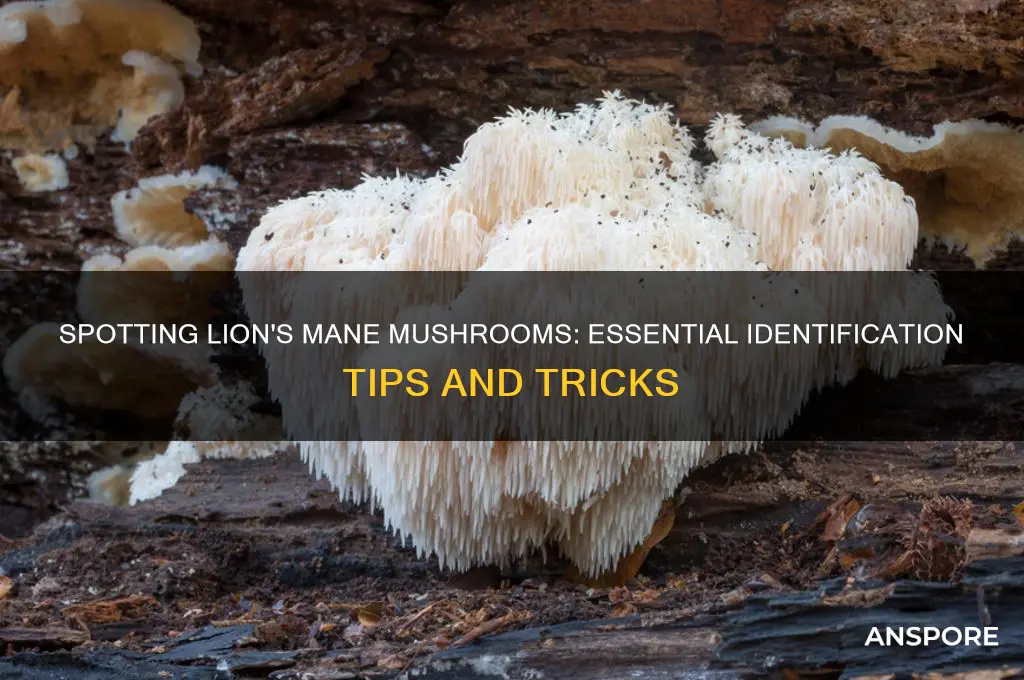 how to identify lions mane mushroom