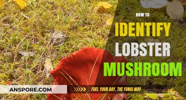 Discovering Lobster Mushrooms: Identifying the Vibrant Fungi