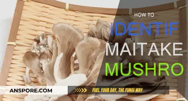 Recognizing Maitake Mushrooms: A Forager's Guide
