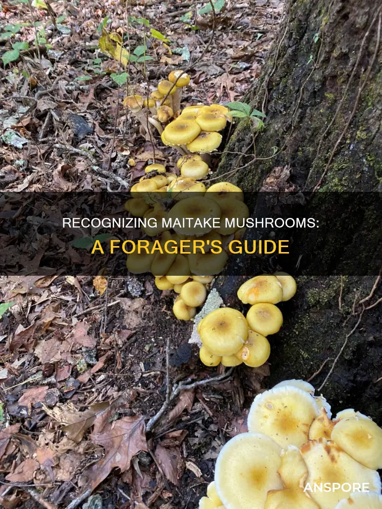 how to identify maitake mushroom