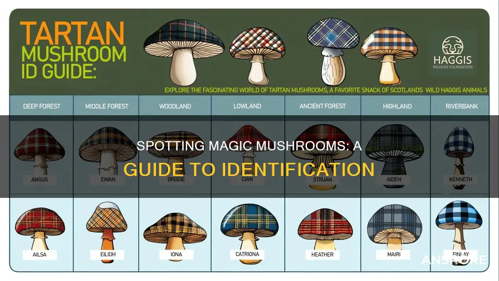 how to identify majic mushrooms