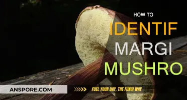 Recognizing Margi Mushrooms: A Guide to Identification