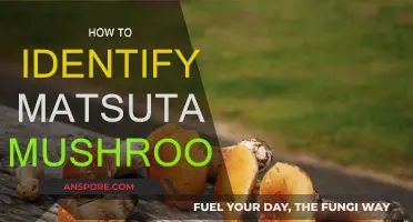 Discovering the Unique Matsutake Mushrooms: Identification Tips