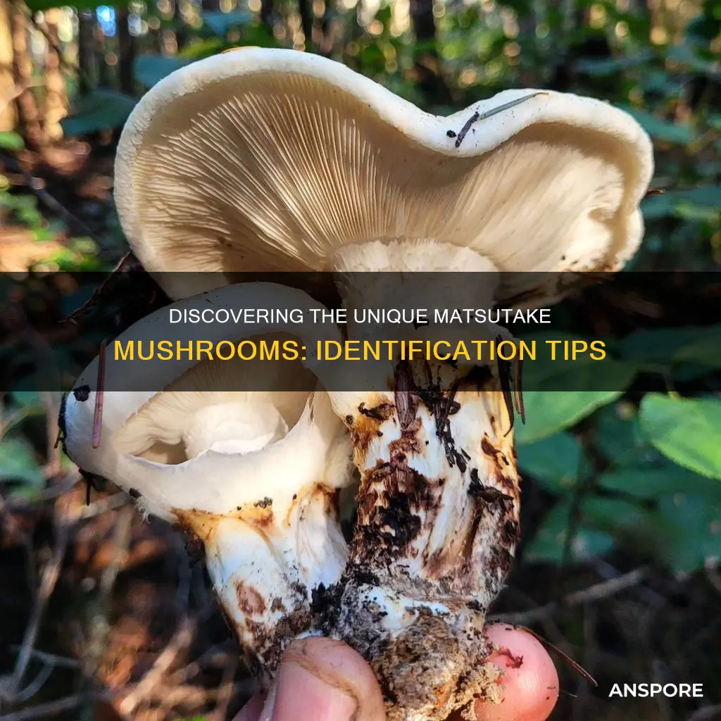 how to identify matsutake mushroom