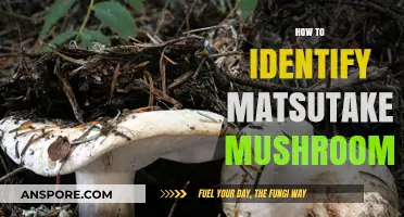 Discovering Matsutake Mushrooms: Identification Techniques