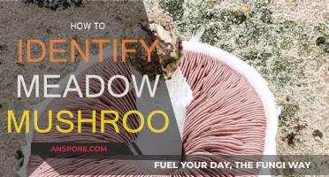 Spore, Cap and Gills: Identifying Meadow Mushrooms