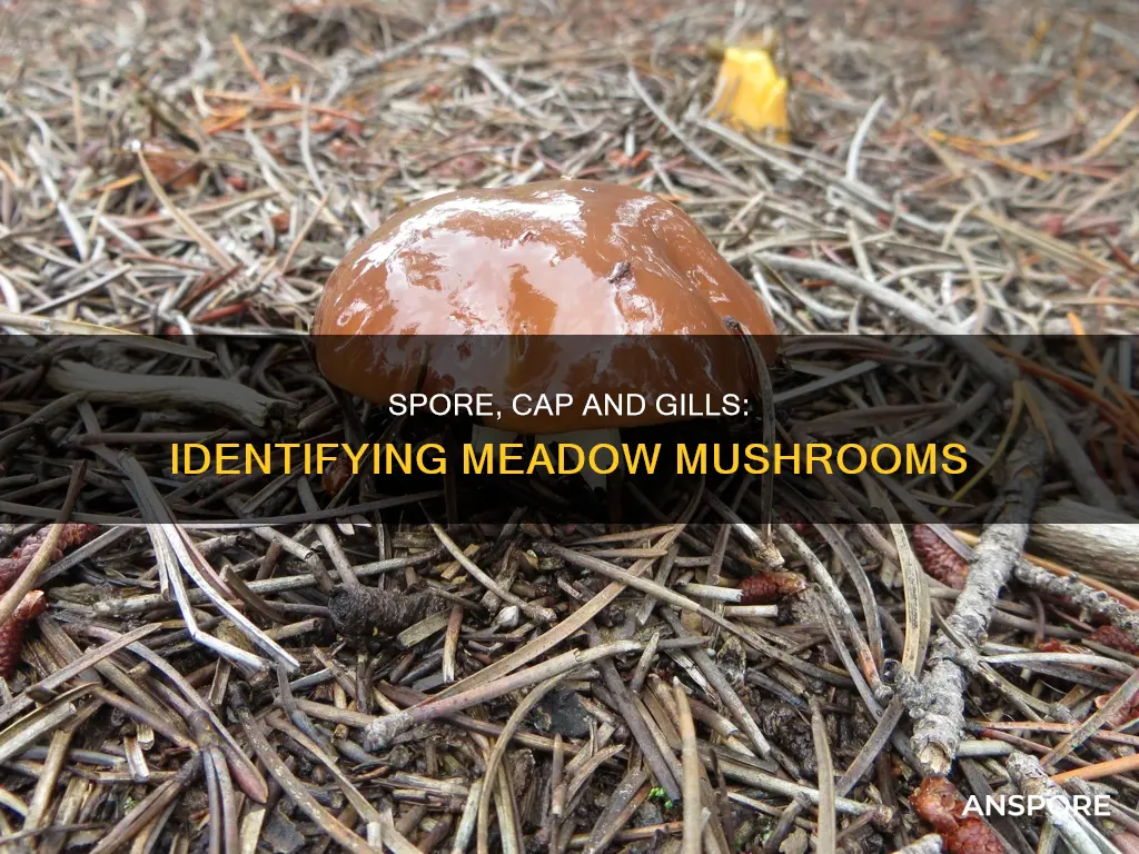 how to identify meadow mushroom