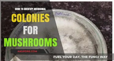 Identifying Medicinal Mushroom Colonies: A Comprehensive Guide for Foragers