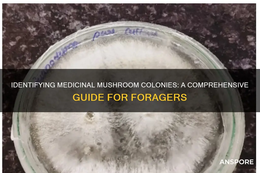 how to identify medicinal colonies for mushrooms