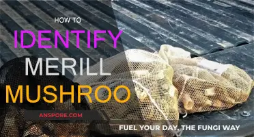 Recognizing Merill Mushrooms: A Guide to Identification