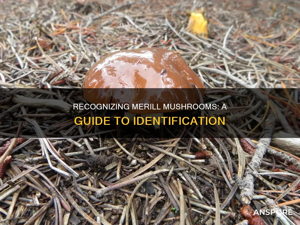 how to identify merill mushrooms