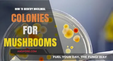 Identifying Mycelial Colonies: A Beginner's Guide to Mushroom Cultivation