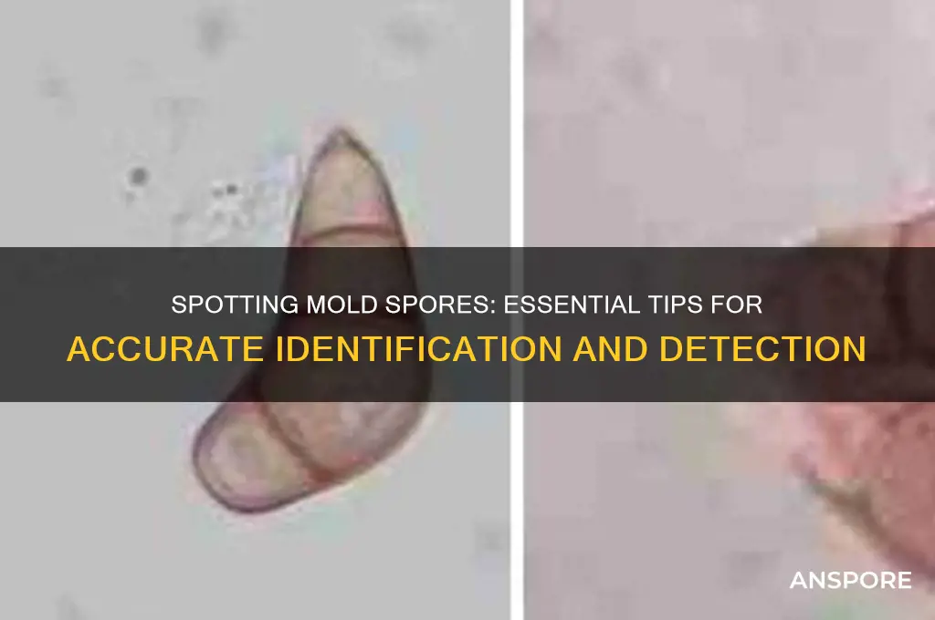 how to identify mold spores