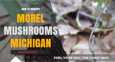 Identifying Morel Mushrooms in Michigan: A Beginner's Guide to Foraging