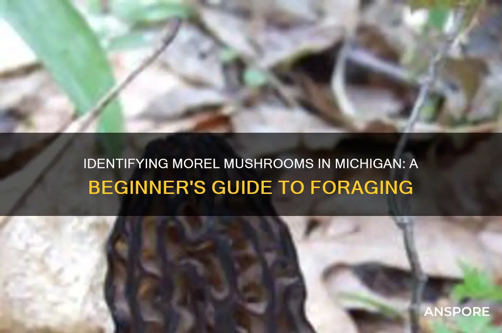 how to identify morel mushrooms michigan