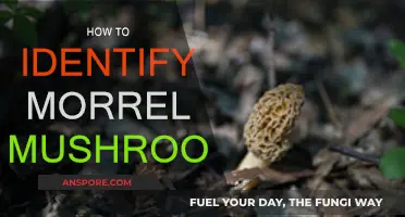 Spotting Morel Mushrooms: A Beginner's Guide