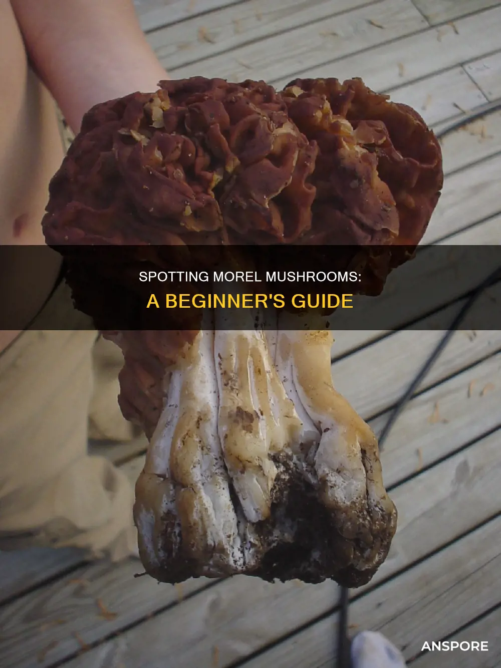 how to identify morrel mushrooms