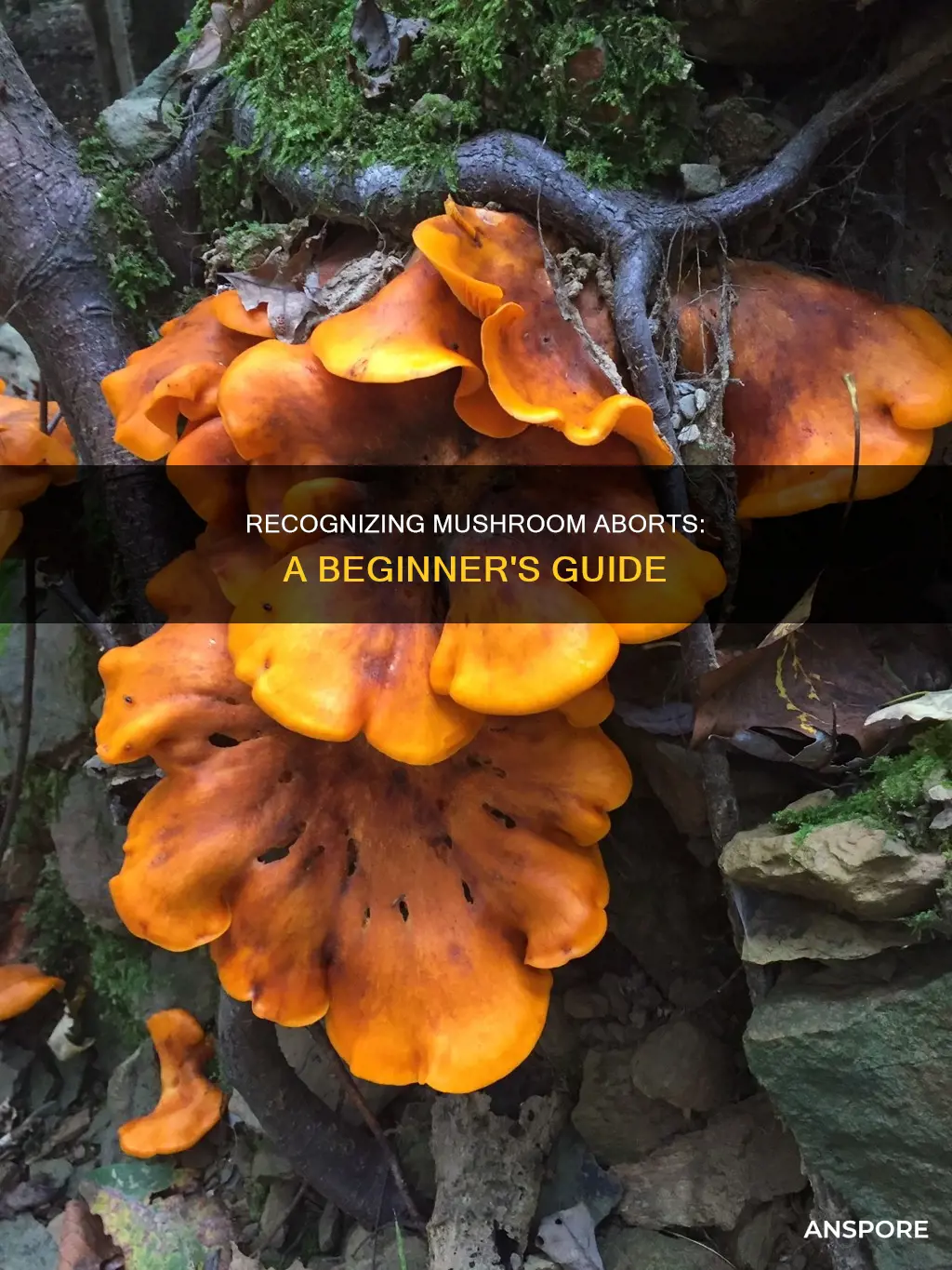 how to identify mushroom aborts