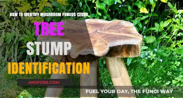 Identifying Mushroom Fungus on Cedar Tree Stumps: A Comprehensive Guide