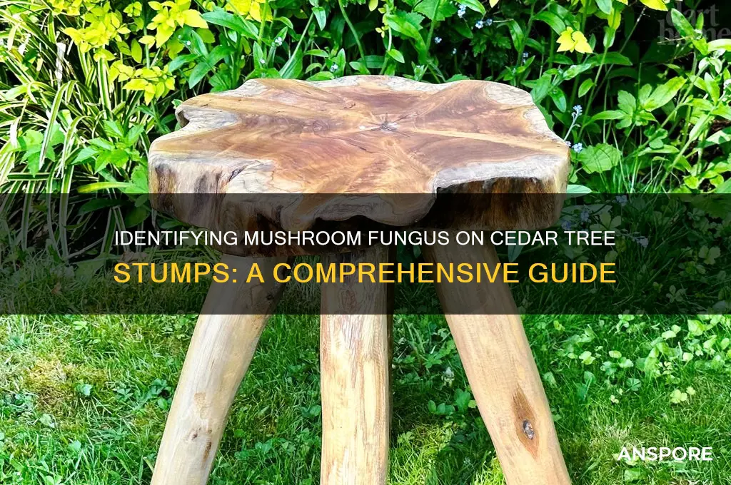 how to identify mushroom fungus cedar tree stump identification