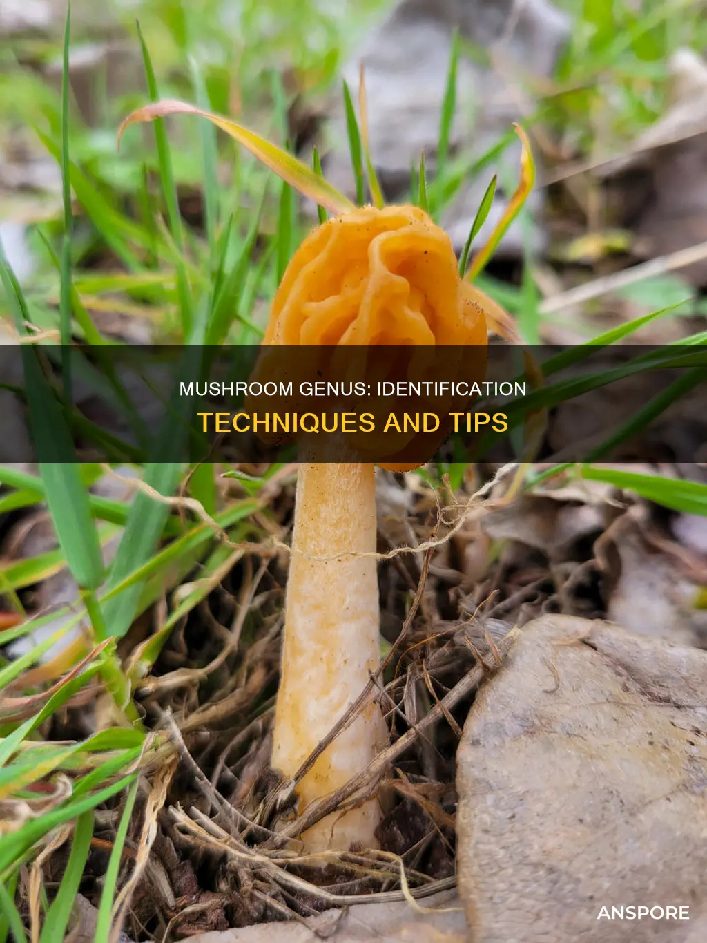 how to identify mushroom genus