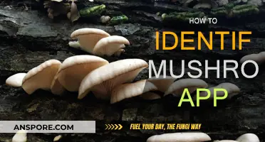 Mushroom ID: Your Guide to Fungi