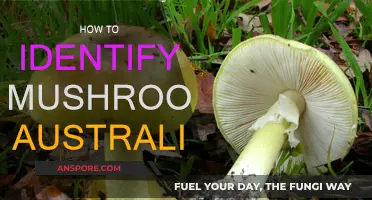 Identifying Mushrooms: A Guide for Australians