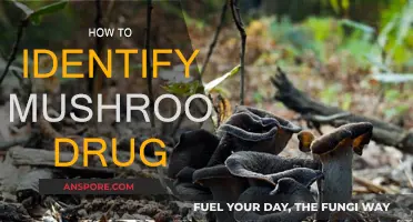 Mushroom Identification: Hallucinogens and You